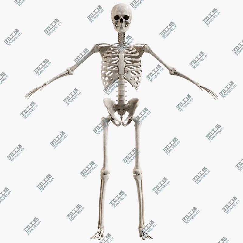 images/goods_img/202104092/Male Skeleton 3D/1.jpg